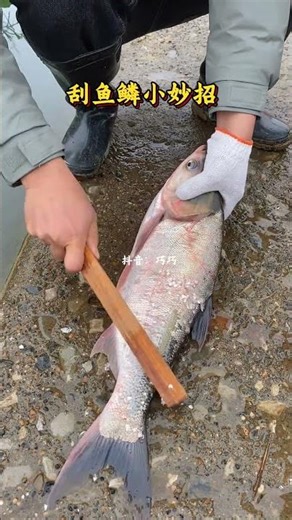 Master the Art of Fish Scaling