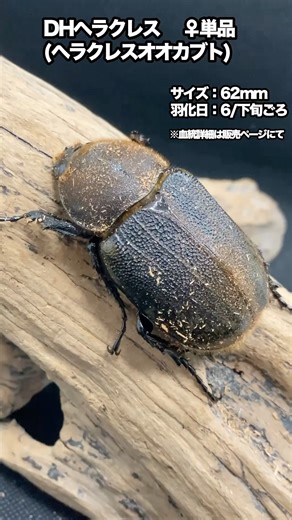 DHヘラクレス②♀単 BASE(PAY ID)ショップにて販売中 #ヘラクレスオオカブト #ヘラクレス飼育 #成虫 #BASE