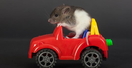 What’s a Baby Rat Called & 4 More Amazing Facts!