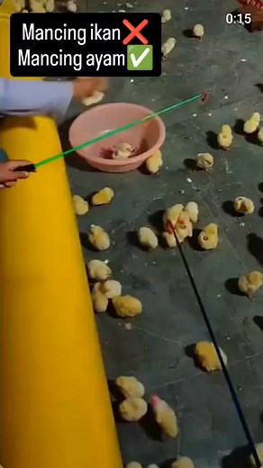 🐣🐣🐣 | Indah Wally