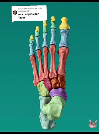 Huesos de los pies: Anatomía y medicina