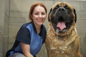 1.2M views · 34K reactions | 200lbs Mastiff turns into a beached whale | Girl With The Dogs | Facebook