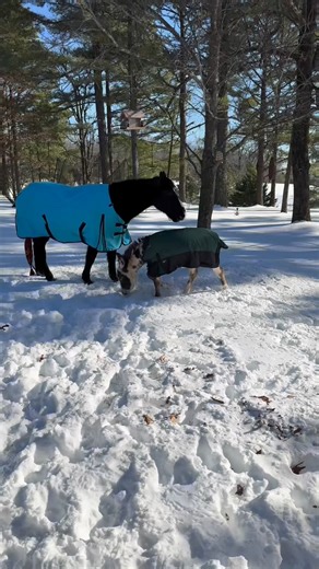 This is Cheese first snow… it was only fitting to warn him of the rules. #MackAndCheese #Cheese #SnowDay #YellowSnow | Joey Book