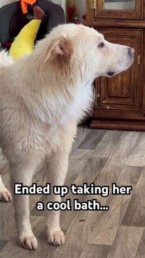 My Great Pyrenees Is Struggling With Allergy Season 😭