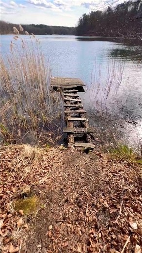 wooden pier to the lake #lake #forest #birdsounds #naturalife #nature #naturelovers