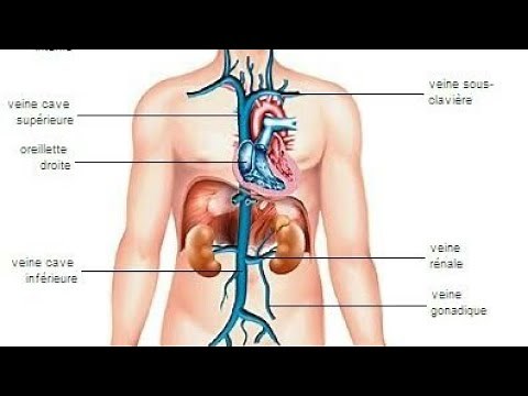 Anatomie du système veineux _ système cave