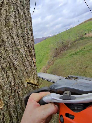 Mulberry tree removal! | K&D Tree&Landscape