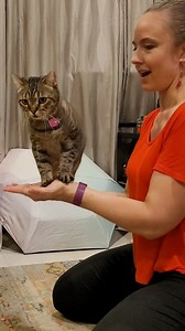 I honestly didn't think this was possible 😳 But my lil circus cat, Mocha, got on board and we found a way to learn this together. It took a lot of extra work and creativity to train her on this one! ✨SPOILER: It involved shoes, oven mitts, and socks 🤔 👟 🧦 🧤 ✨Comment HANDSTAND and I'll DM you the direct link to our tutorial on YT We filmed a whole Cat Handstand Trick training session and put the highlights on our YouTube channel so you can see all the steps in under 6 minutes. Plus the ups a