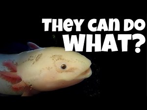 Amazing Axolotl Facts | Earthtopia