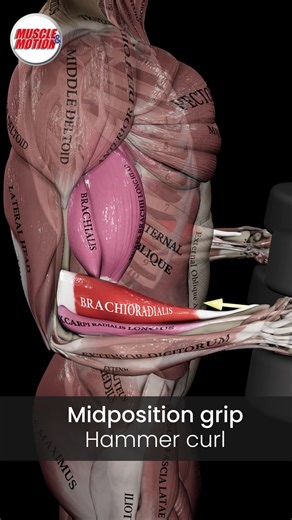 🔥Our Black Friday Sale is live: 50% off all apps and online courses. Train smarter, move better, now for half the price! Mid-Position vs. Supination Curls💪 Your grip position plays a key role in muscle activation and growth! Here’s how these two curl variations work differently: 👉 Hammer Curls (Neutral Grip) This variation emphasizes the brachioradialis, with the brachialis and biceps brachii assisting. It’s a great way to build forearm strength and balanced arm development. 👉 Supination Cur