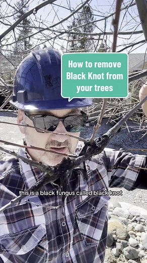 The Black Knot fungus can infect cherry and plum trees (anything from the Prunus genus). Here’s an example of what it looks like, how to remove it and how to keep your trees healthy and happy. (Sorry for the background noise, the tree was next to a local roadway). #pruning #treehealth #blackknot #cherry #trees
