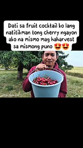 337K views · 16K reactions | Harvest tayo ng Wild Cherry 珞 #PinoyPolishfamily #poland #Pinoyabroad #cherry #harvest #fypageシ #fypviralシ #foryouシ Full video: https://youtu.be/Af-97e68kao?si=V6pi9Q18YDQzq9Le | Pinoypolish Family | Facebook