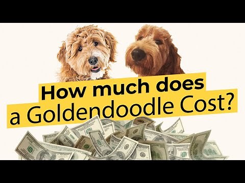 How much does a Goldendoodle Cost? 💰🐶🔴 2022 Guide 🔴