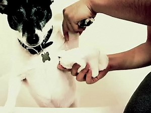 How To Bathe Your Dog