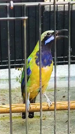 Cucak Cungkok isian pelatuk, kasar rapat #Shorts