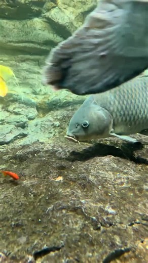 Enjoy a Crunchy Goldfish Snack: Underwater Fun!