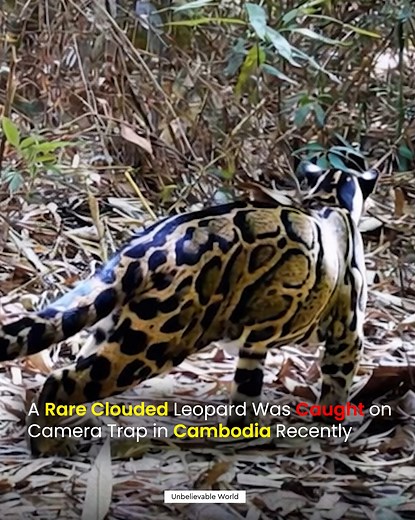 A rare clouded leopard (Neofelis nebulosa) — one of Southeast Asia’s most elusive wild cats — has been captured on camera in Cambodia, offering a rare glimpse of a species few ever see in the wild. Known for their distinctive cloud-shaped markings and extraordinary climbing skills, clouded leopards are classified as Vulnerable on the IUCN Red List. They are stealthy, tree-dwelling hunters that move silently through dense forests — which makes each sighting, especially by camera trap, scientifica