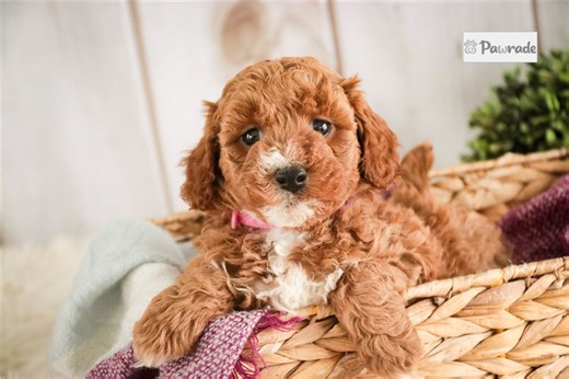 Edith - Miniature Poodle Puppy 0AA6C2