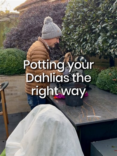Tips for Growing Dahlias in Pots Successfully