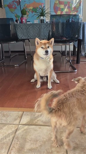 #shibainu screams for food.Thor, mischievous and sometimes loud demands food from his master.
