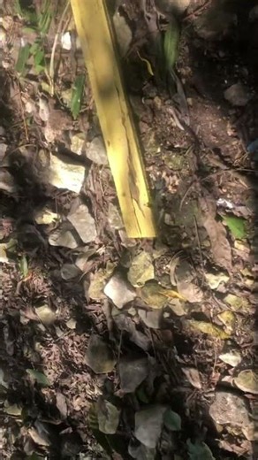 First time feeding the rabbits by hands