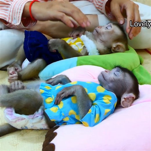 4.1K views · 79 reactions | Really Pity Small Baby Monkey In Home... . . . #fblifestylelife #fblifestyle #fblifestylemanagement #fblifestyletyle #fblifestylechallenge #fblifestyle #reel #cute #animals #lovely #newbornbabymonkey #monkey | Cute Baby Monkey | Facebook
