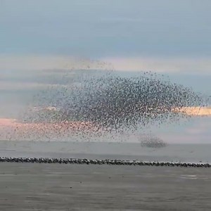 14K views · 105 reactions | #Birds The murmuration of birds is mesmerizing. We shall not cease to be astonished. Video Credit: Wonders of Universe. | Knowledge | Facebook