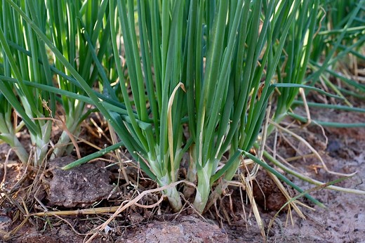 Planter l'échalote : Guide complet pour une récolte abondante