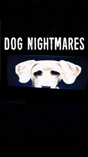 Dog Nightmares