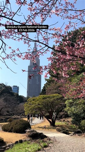 Early Cherry Blossom Viewing in Shinjuku, Tokyo