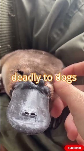 Platypus: Nature’s Weirdest Animal!