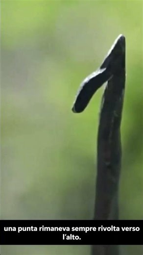 IL PIEDE DI CORVO O TRIBULUS