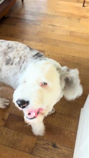 @lab.life65: Sheepadoodle -Yeti #dog #puppy