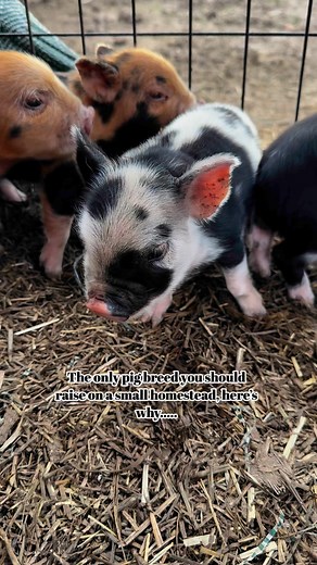 KuneKune pigs are often considered one of the best pig breeds for small homesteads due to a combination of their temperament, size, and low-input care requirements. Here’s why they stand out:1. Docile and Friendly TemperamentKuneKunes are known for their gentle, sociable nature. They’re easy to handle, even for beginners, and can often be trained like pets. This makes them ideal for families and small homesteads where daily interaction with animals is common.2. Grazing Ability (Low Feed Cost)Unl