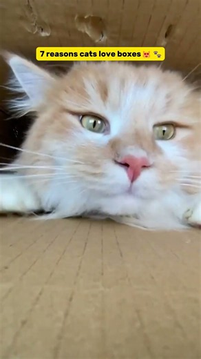 If it fits, I sits😂😻🐾#shorts #cats#catsfunnyvideos#catshorts#catvideos