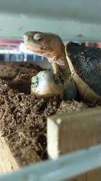 Common and mysterious behaviors of the Taiwanese box turtle #turtle