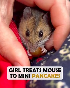 5.4K views · 345 reactions | ChooHaa was found by Danielle’s cats. She was almost a newborn, so nobody expected her to survive the night... But this mouse fought all expectations! And not only about her ability to live but also the stereotypes of her kind  #unusualpets #cuddlebuddies #animallife | Cuddle Buddies | Facebook