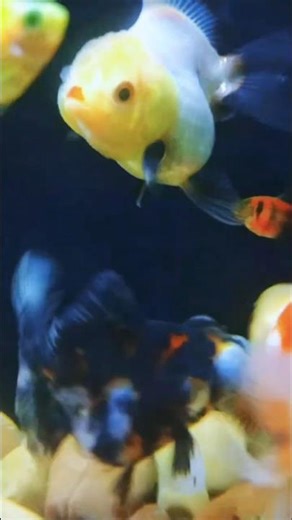 Cutest Panda Goldfish! Adorable Black-and-White Pattern