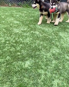 CUTENESS OVERLOAD! 🥰😍 We have 7 husky puppies currently available for adoption! Featured in this ADORABLE video are Auggie, Fisher, Kai and Forrest. They are all so cute and full of energy. They will do best in homes with large dog experience. How cute are they!? Share this video and spread the word these pups are available for adoption! Learn more about the pups and fall in love here: https://kwsphumane.ca/adopt/dogs | Kitchener Waterloo Humane Society