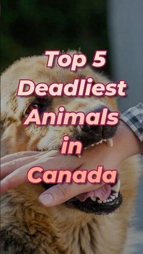 Top 5 Deadliest Animals in Canada 🇨🇦🩸 | Nature’s Hidden Dangers #shorts #canada #wildlife