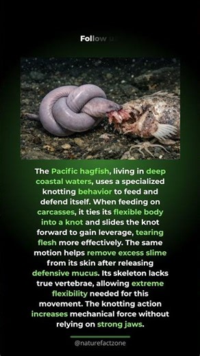 This Fish Ties Itself Into a Knot. Pacific hagfish use their flexible bodies to form ...