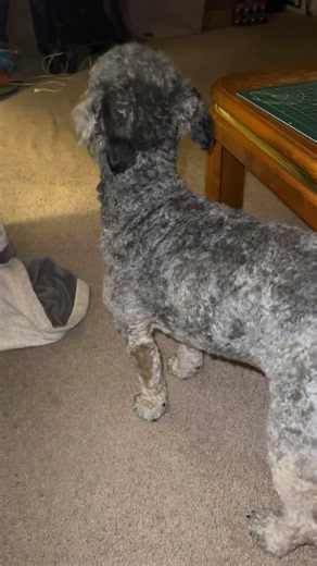 Sammy is having a schnoodle attitude!#dogs #cute #schnoodle #funny