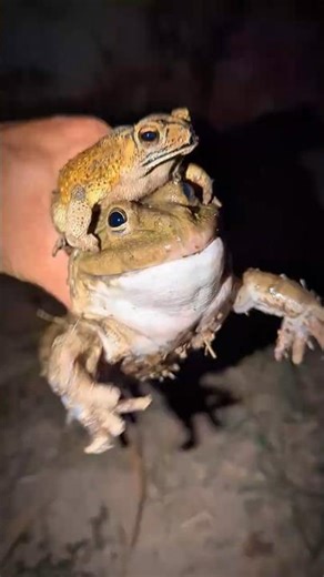 Big Bullfrog and Toad for funny, Funny Frogs, Funny Toad, Funny Tree Frog, Small frog funny