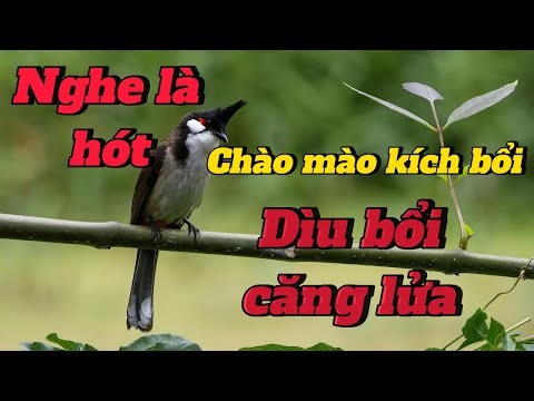 luyện giọng chào mào | kích chim bổi hót sáng