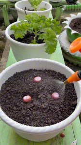 Tips menanam bawang merah hemat media tanam #gardening | Rumah Dedimini