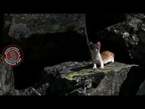 American Pika Gathering Food