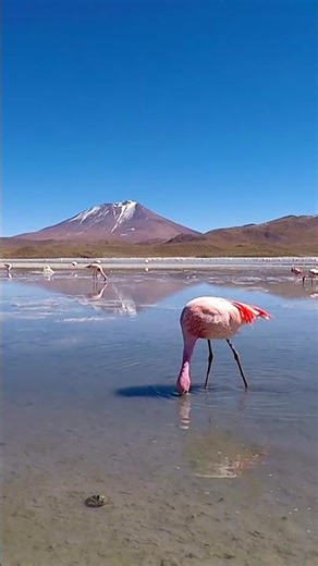 Ever wonder why flamingos are pink? Their diet is the secret!