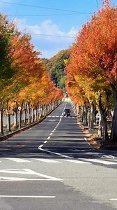 339 reactions · 10 comments | Autumn in countryside  #japan #fyp #日本 #tottori #鳥取市 #秋 | 퐒퐄퐍퐏퐀퐈 퐕퐎퐍 | Facebook