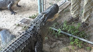 Go into the wild at the Lamar Bruni Vergara Science Center