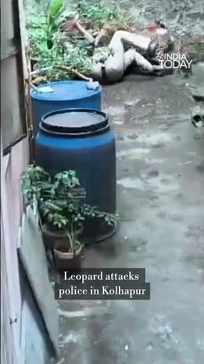 Leopard on the Loose in Kolhapur’s Nagala Park, Two Injured in Rescue Attempt | #delhiblastnews
